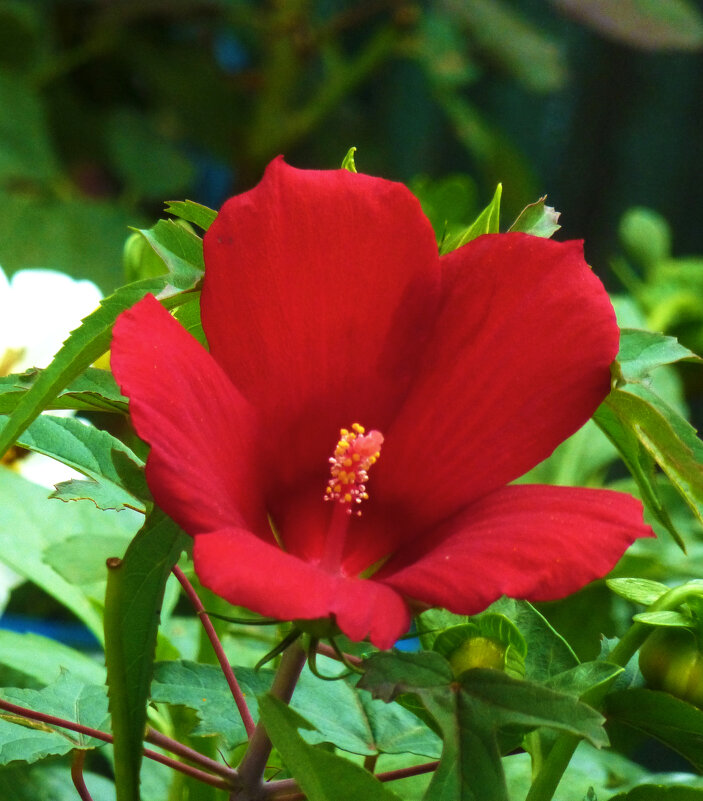 Красный  Гибискус - Валентин Семчишин