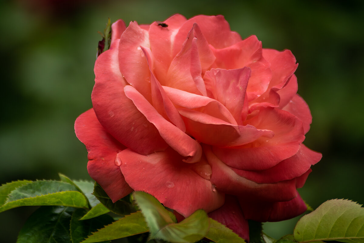 Роза - Игорь Сикорский