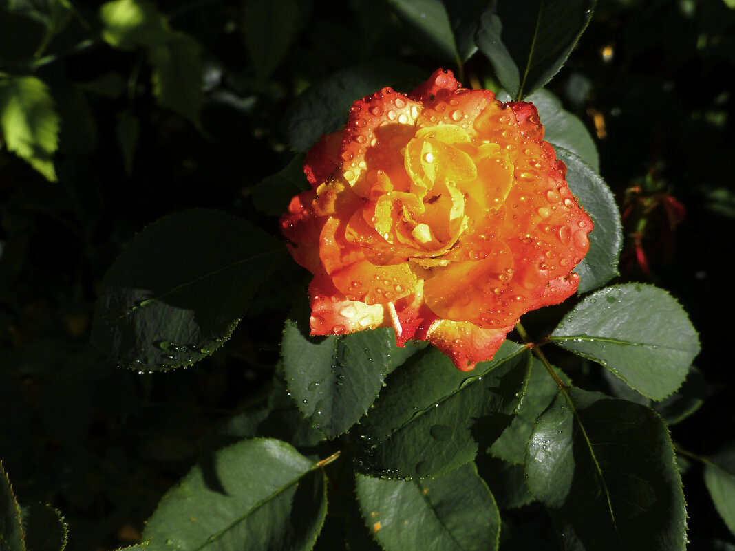 Оражевая роза  Флорибунда - Валентин Семчишин