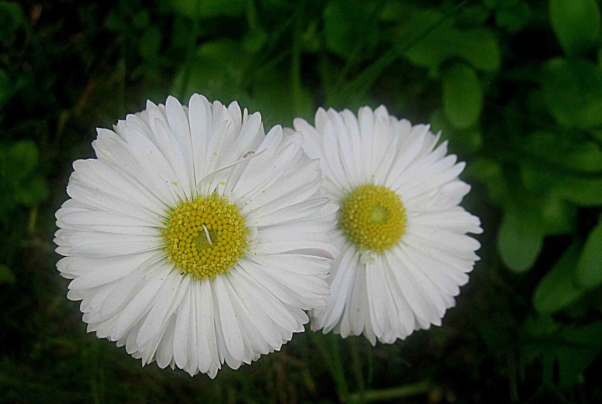 Двое - Елена Семигина