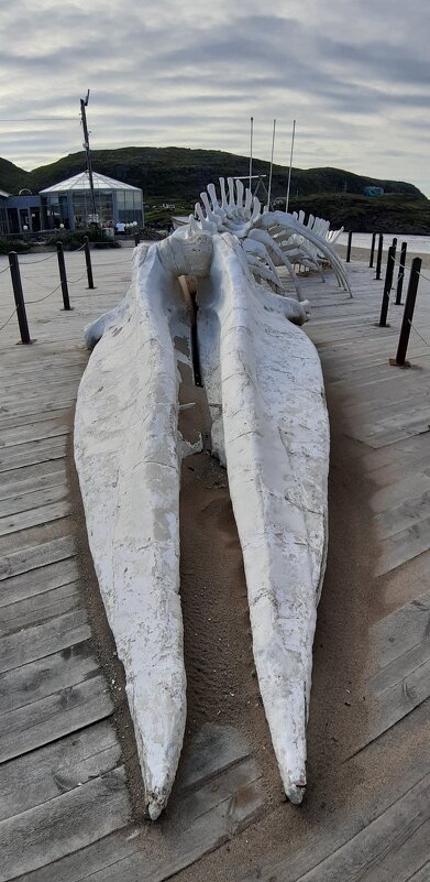 Воспоминания о Левиафане... - Ольга 