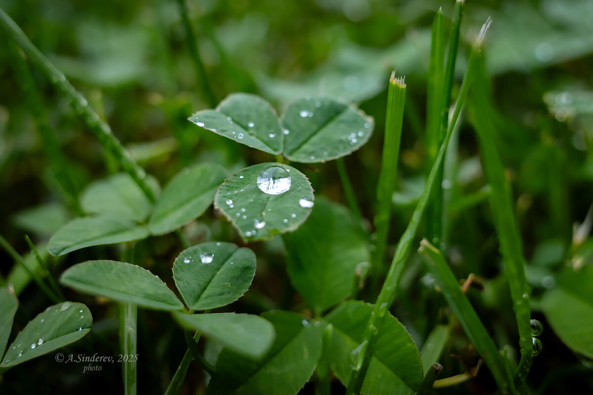 Дождь на листке клевера - Александр Синдерёв
