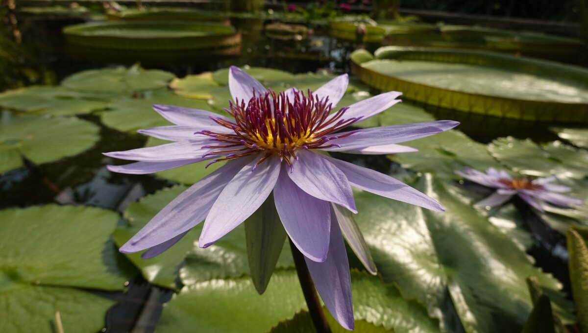 Нимфея ..... - Галина Нимфея ..... - Галина