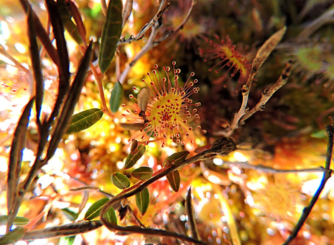 Очарование росянки. - Мария Васильева Очарование росянки. - Мария Васильева