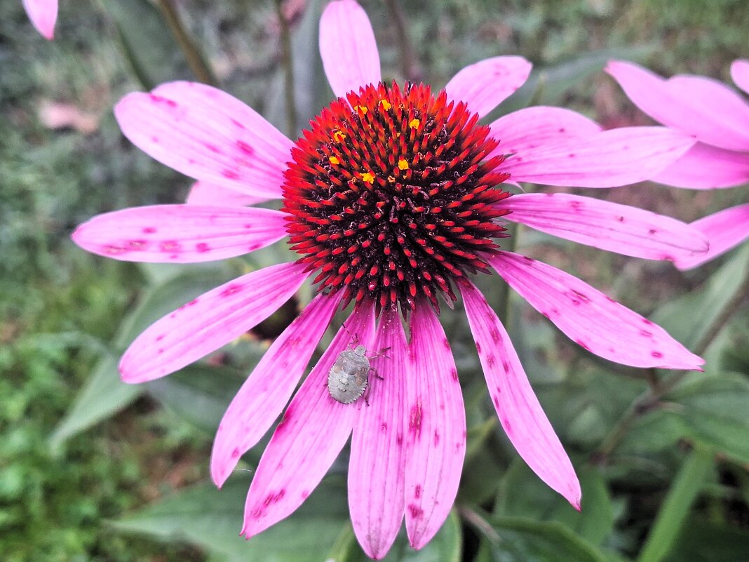 макро - Наталья 