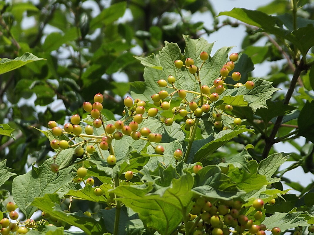 Калина - Freddy 97