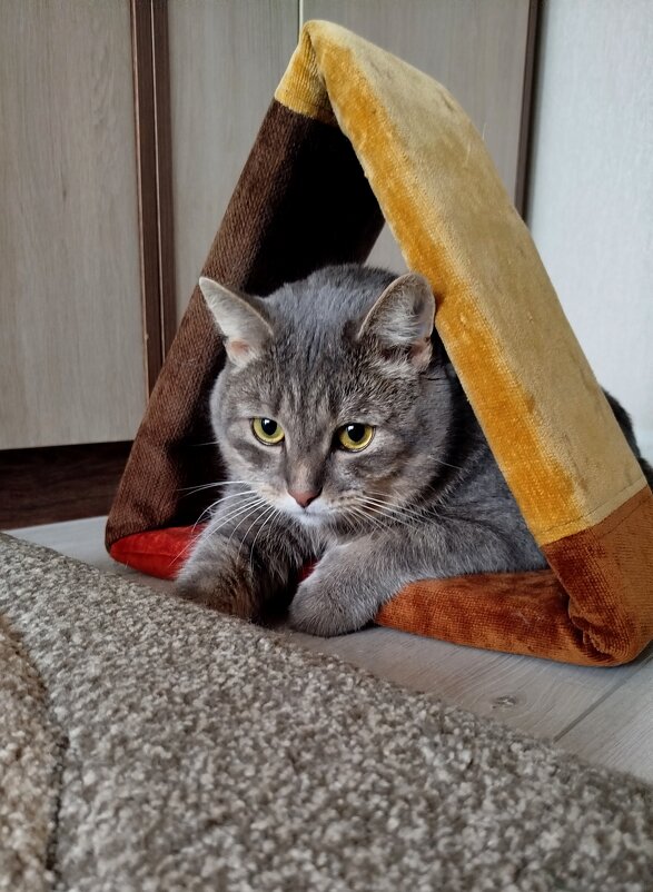 Расстроился - светлана льдокова Расстроился - светлана льдокова