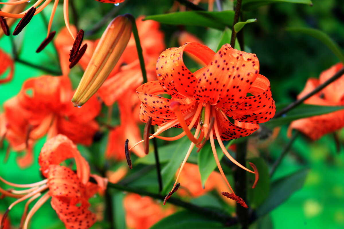 Лилия Даурская - Мишель71 