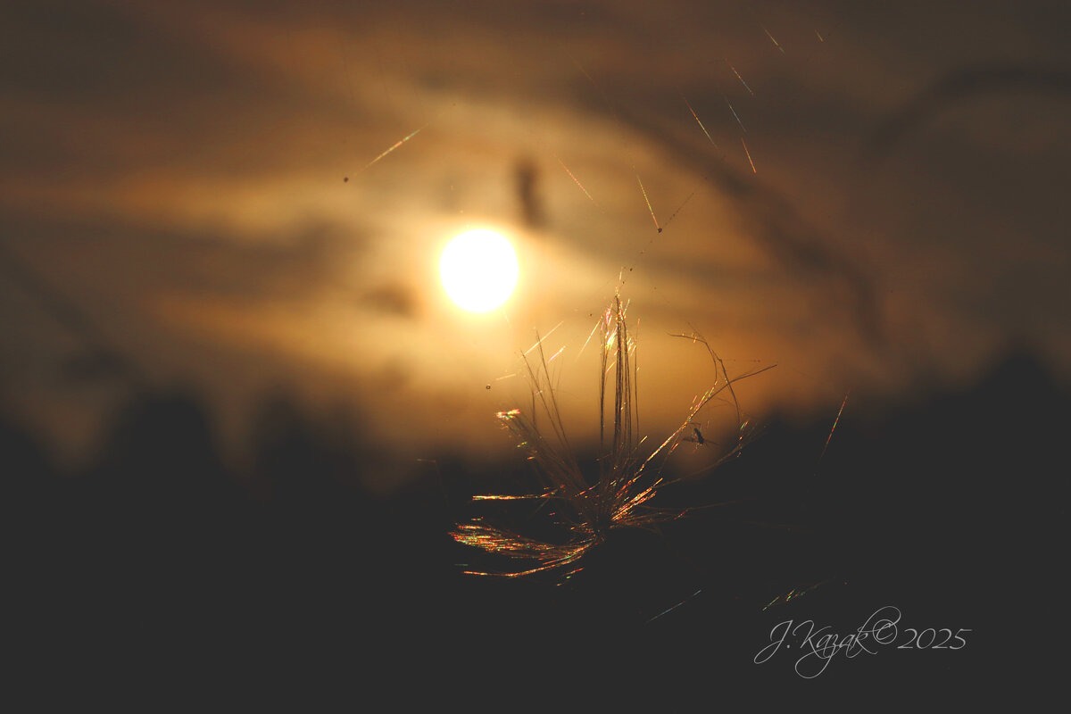 *** - Елена Kазак (selena1965)