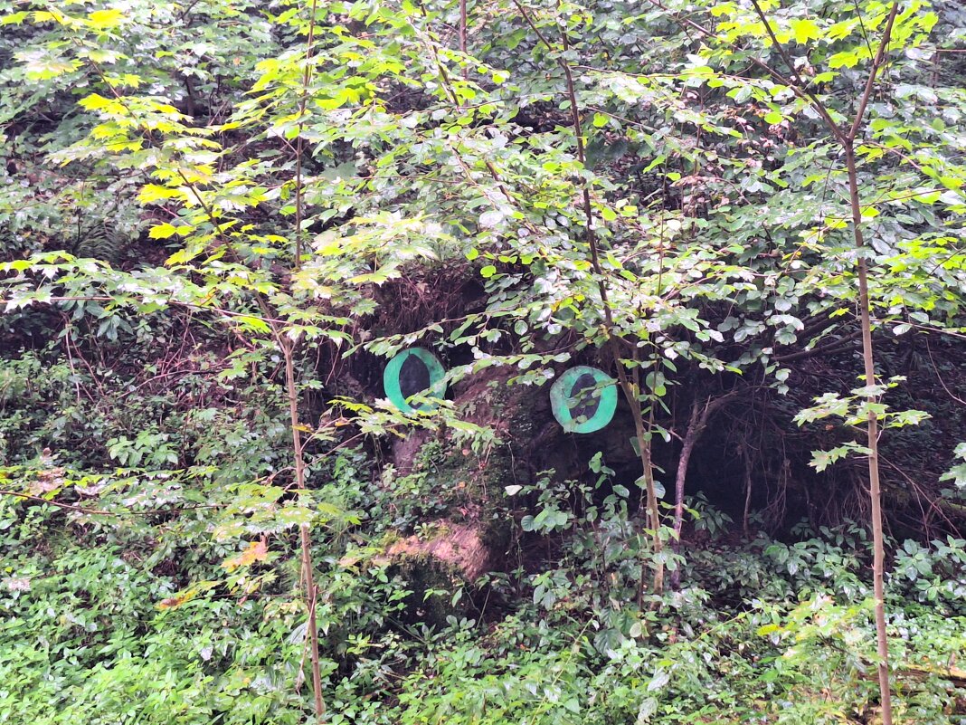 Леший - Наталья 