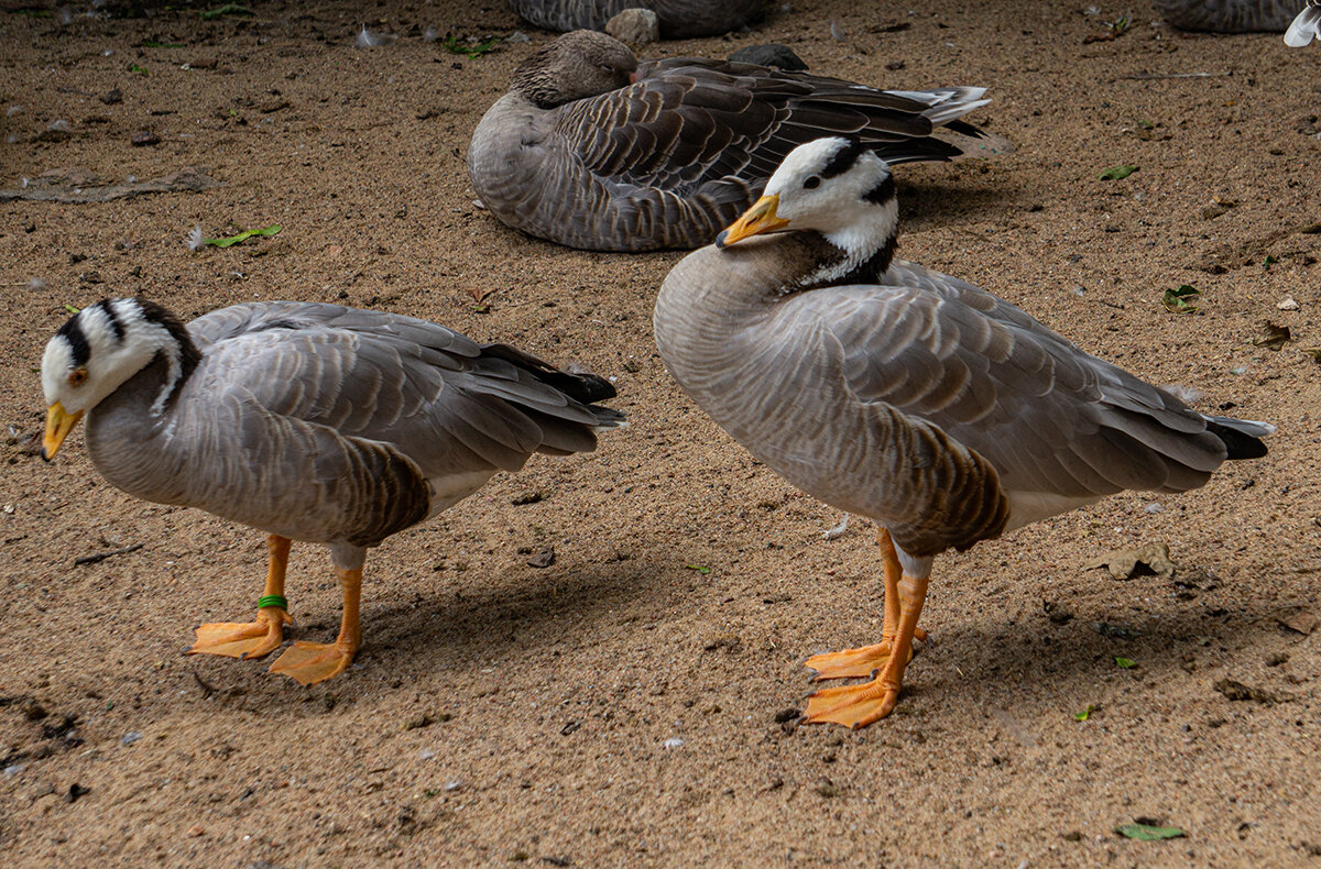 На отдыхе - Ирина Соловьёва