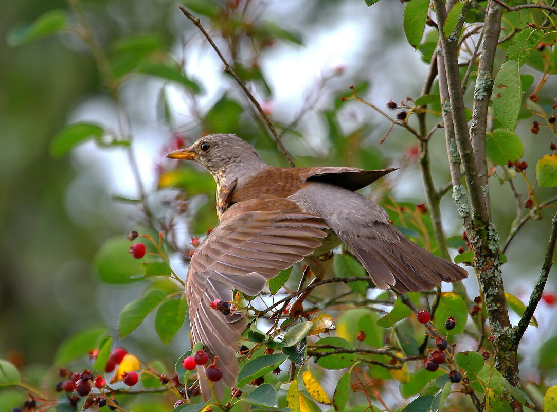 про дрозда рябинника - Andrey Bragin 