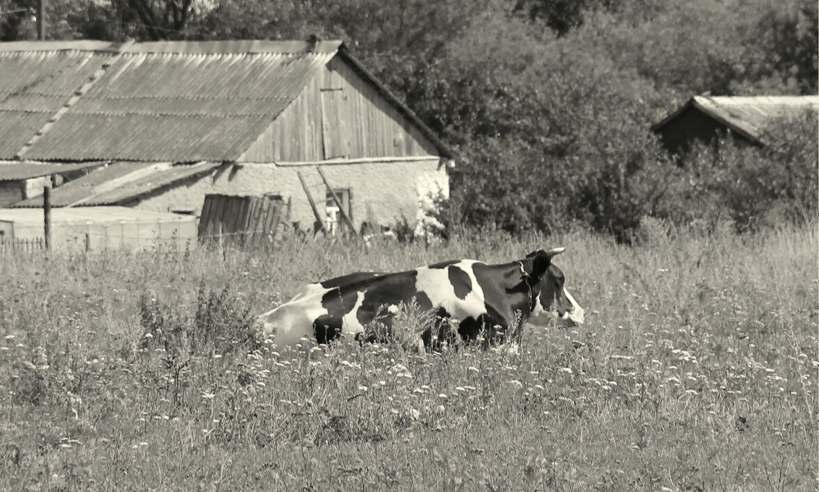 На лугу - Елена Минина