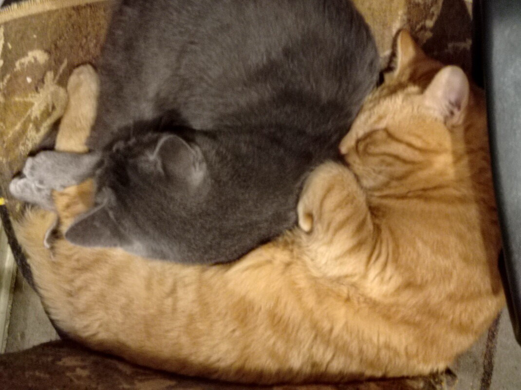 Инь и янь - Александр Чеботарь