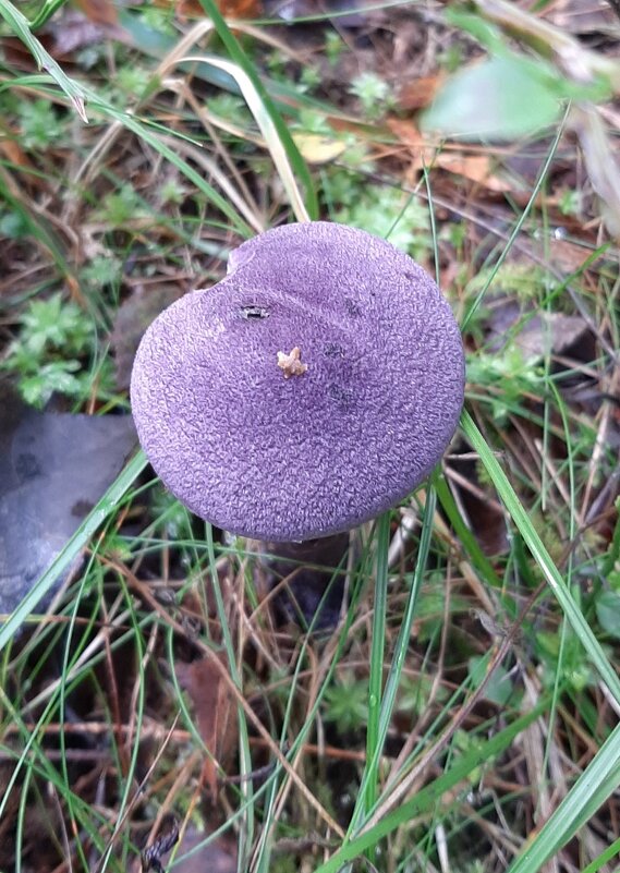 Паутинник фиолетовый - Наталья Герасимова