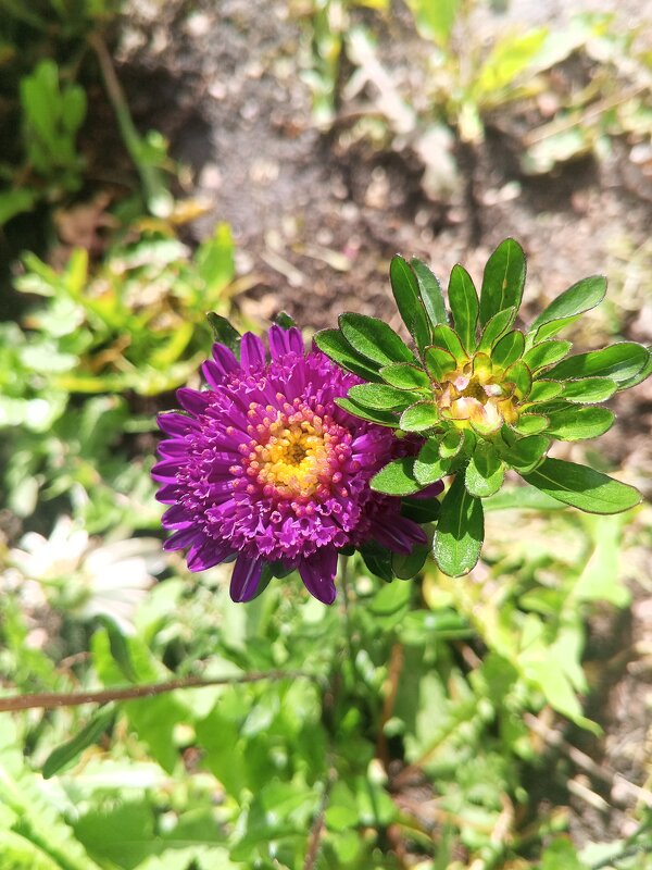 Астра - Сапсан 