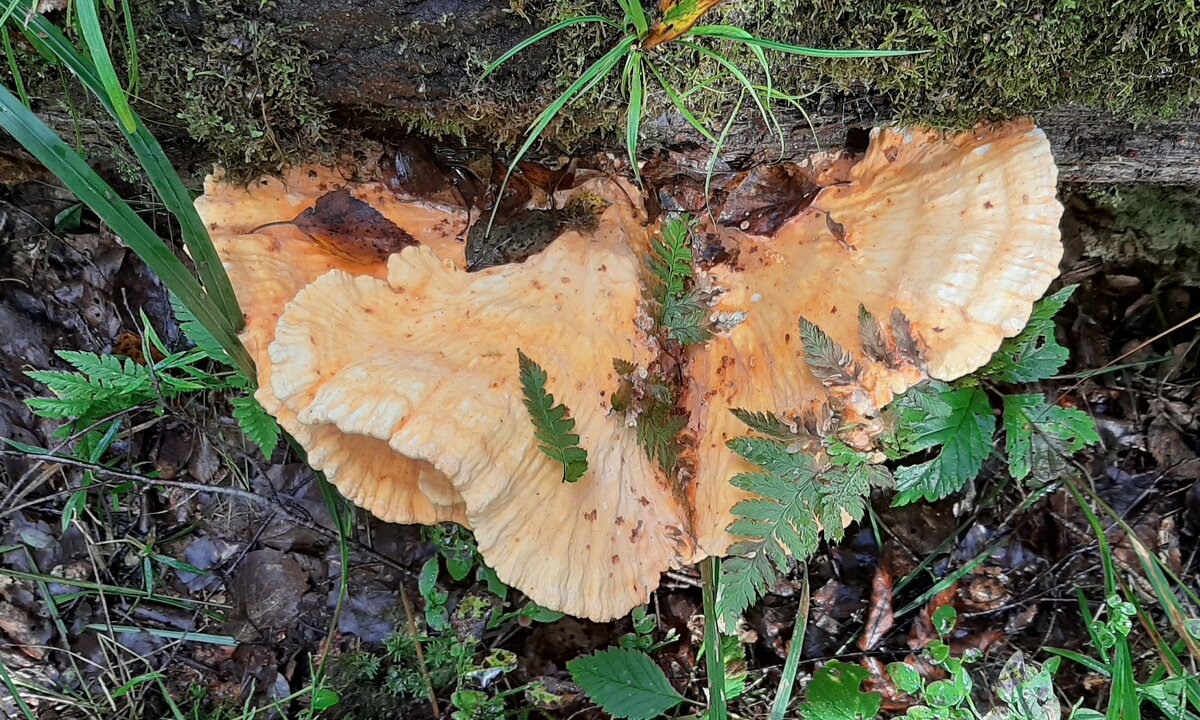 *** - Наталья Герасимова