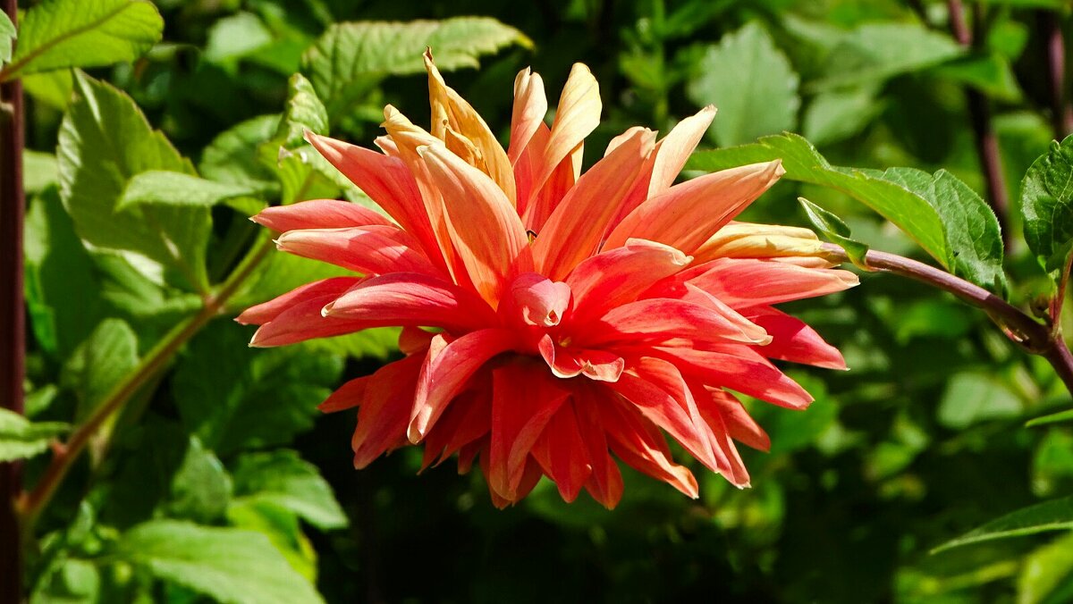 Во всей красе георгин на городской клумбе. - Милешкин Владимир Алексеевич 