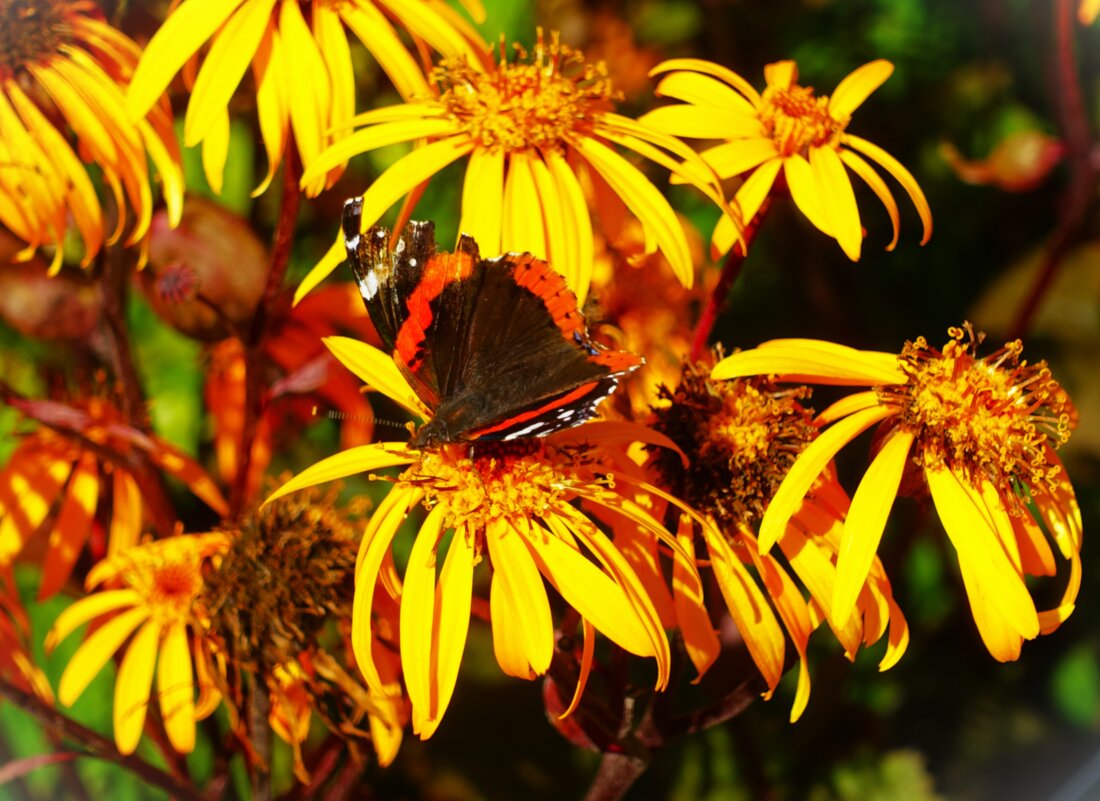 Адмирал на бузульнике - Aida10 