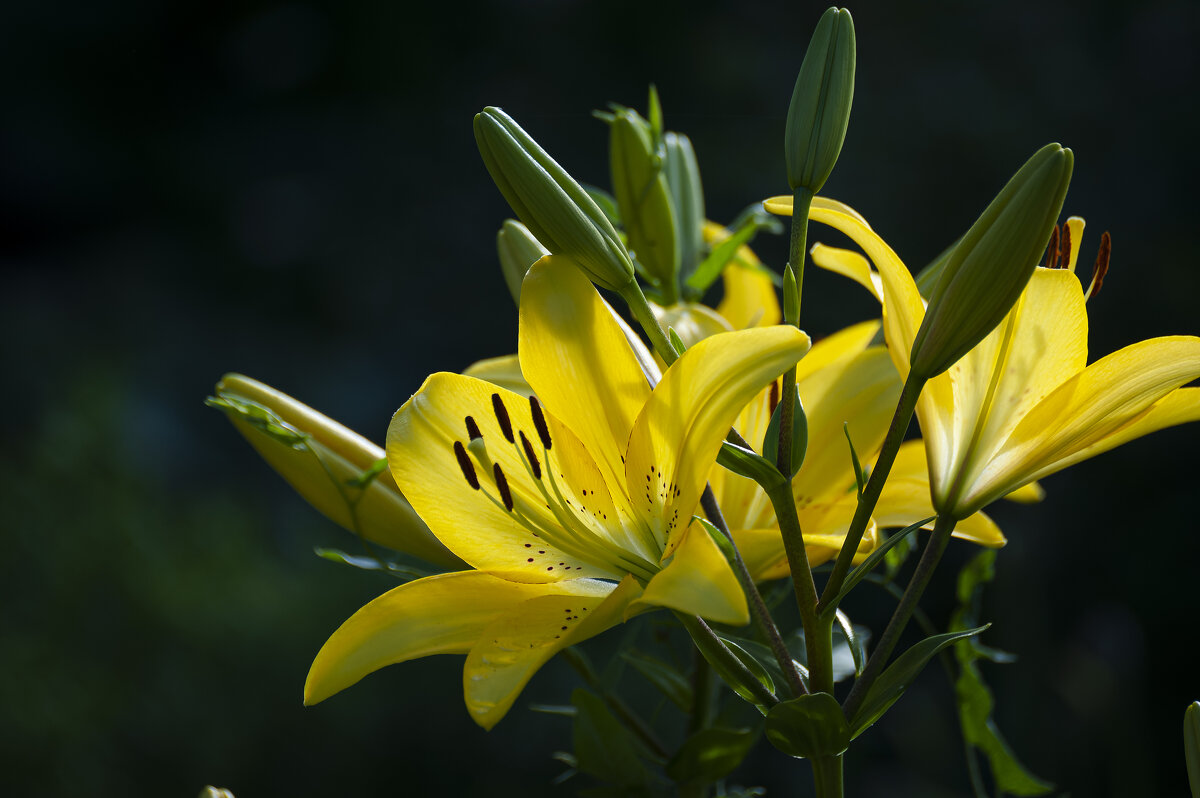 Желтая лилия - Вадим Басов