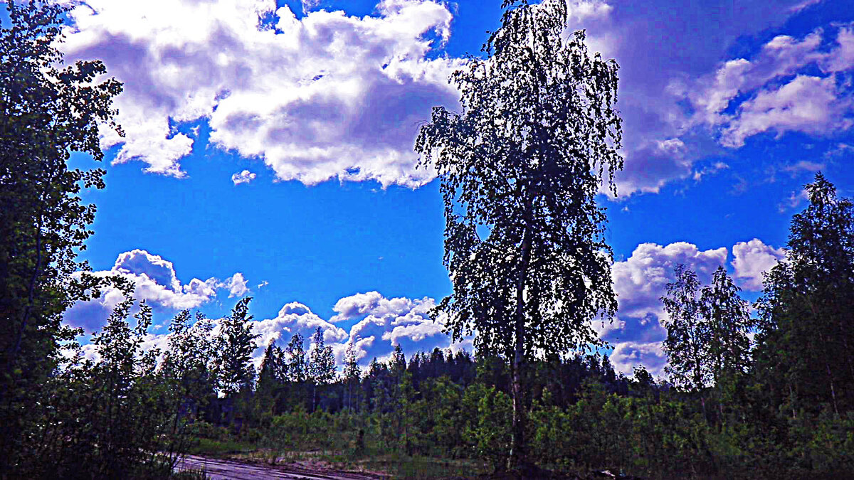Июль...Береза и облака! - Владимир 