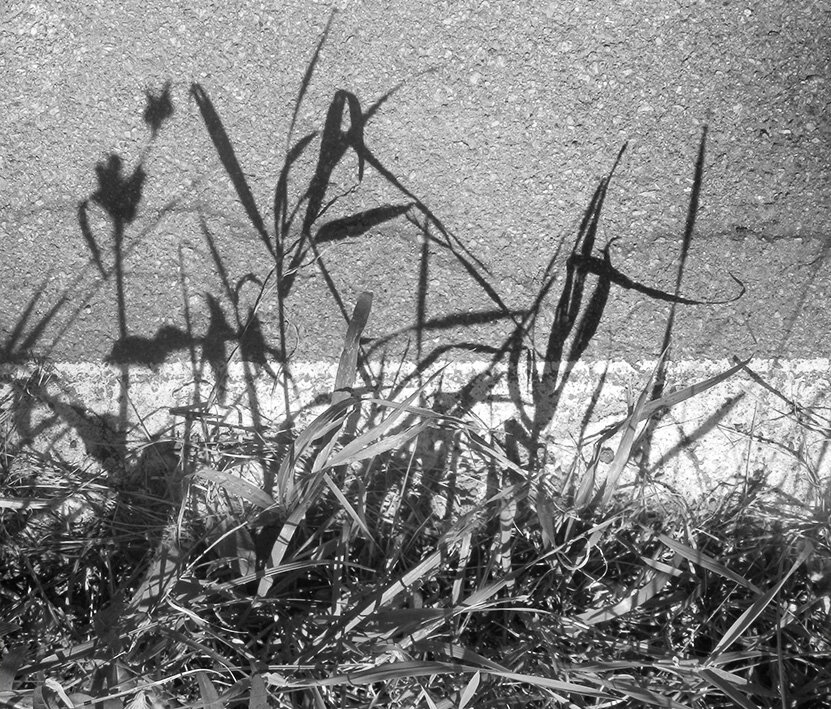 тень травы - Лера 