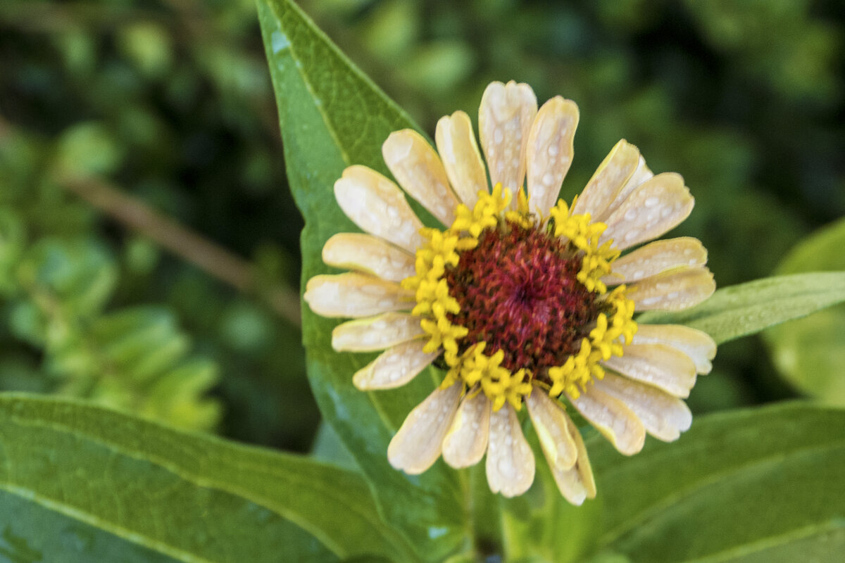 *Циния жёлтая - Валентин Семчишин