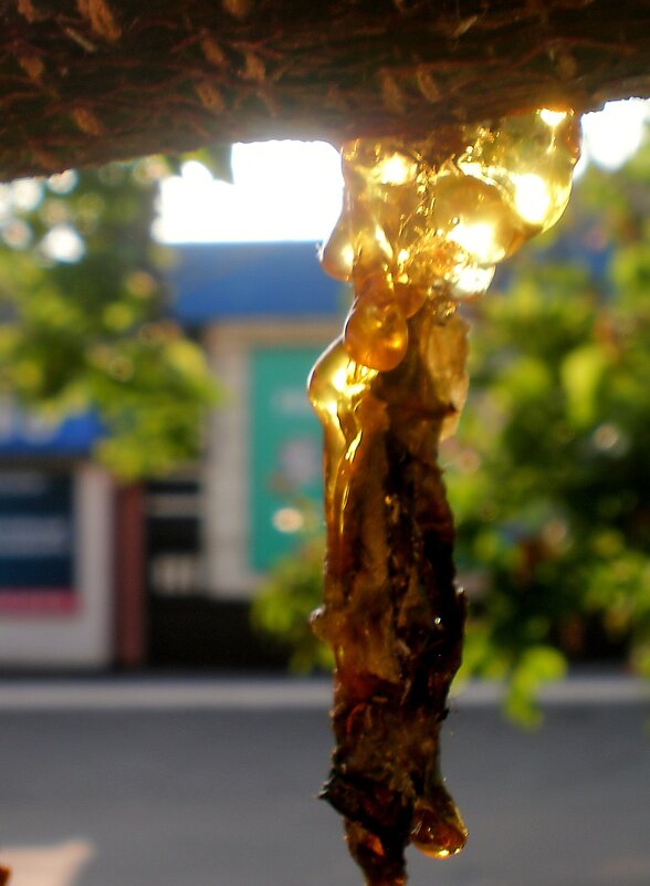 Детали природы - Роман Савоцкий