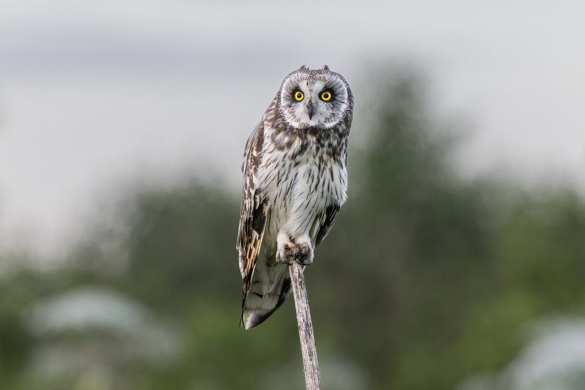 сова болотная - юрий макаров сова болотная - юрий макаров
