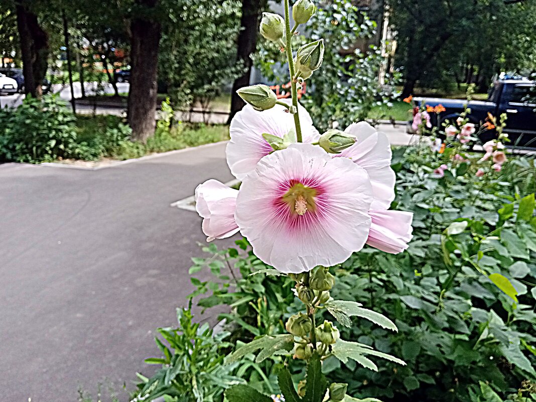 Цветы. - Владимир Драгунский