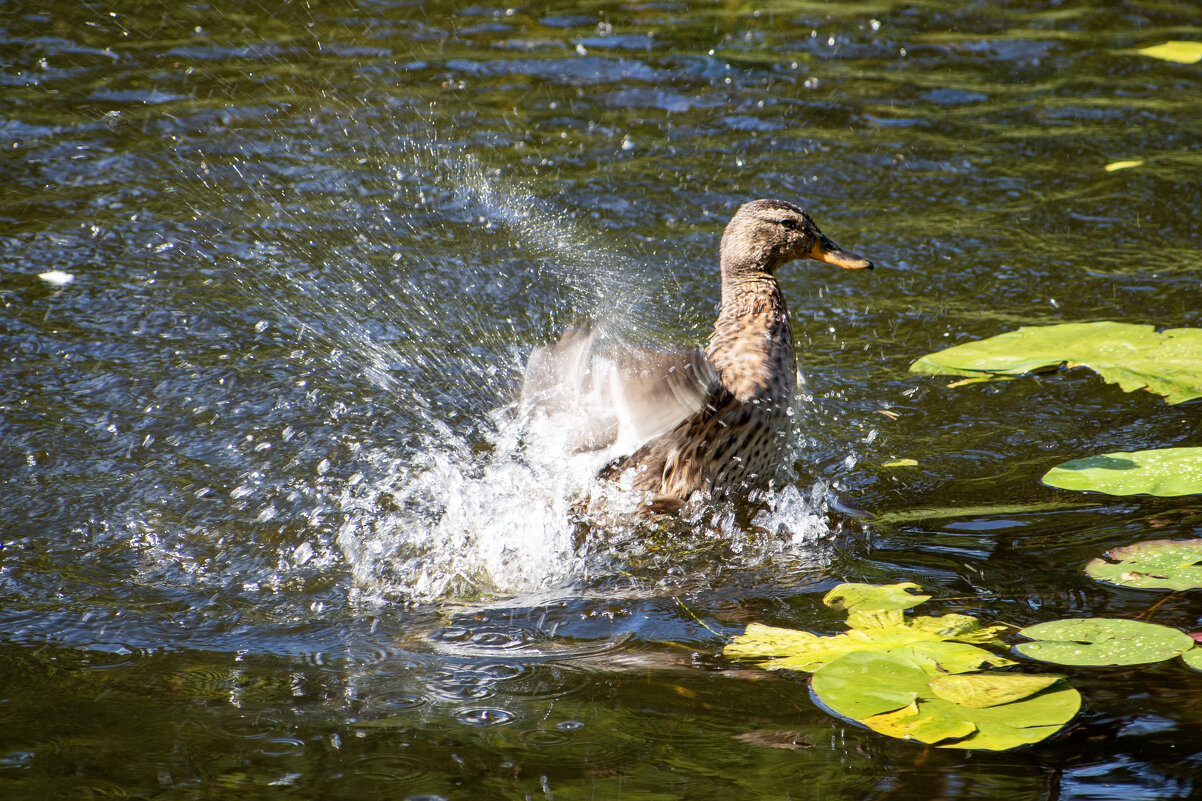 Понторез. - Валерий Пославский