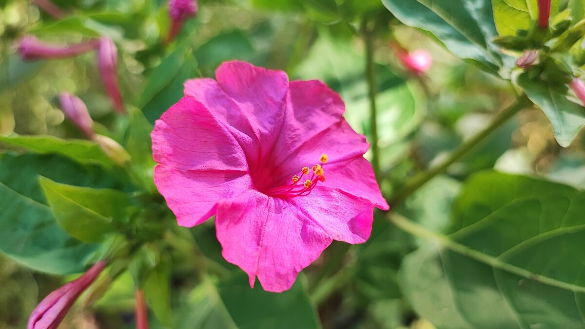 ,,, - Сергей Тимоновский