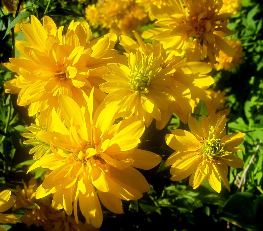 Август - Елена Семигина