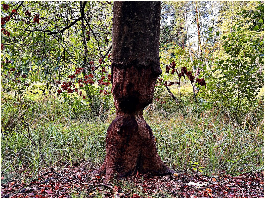 Работа бобра. - Валерия Комова