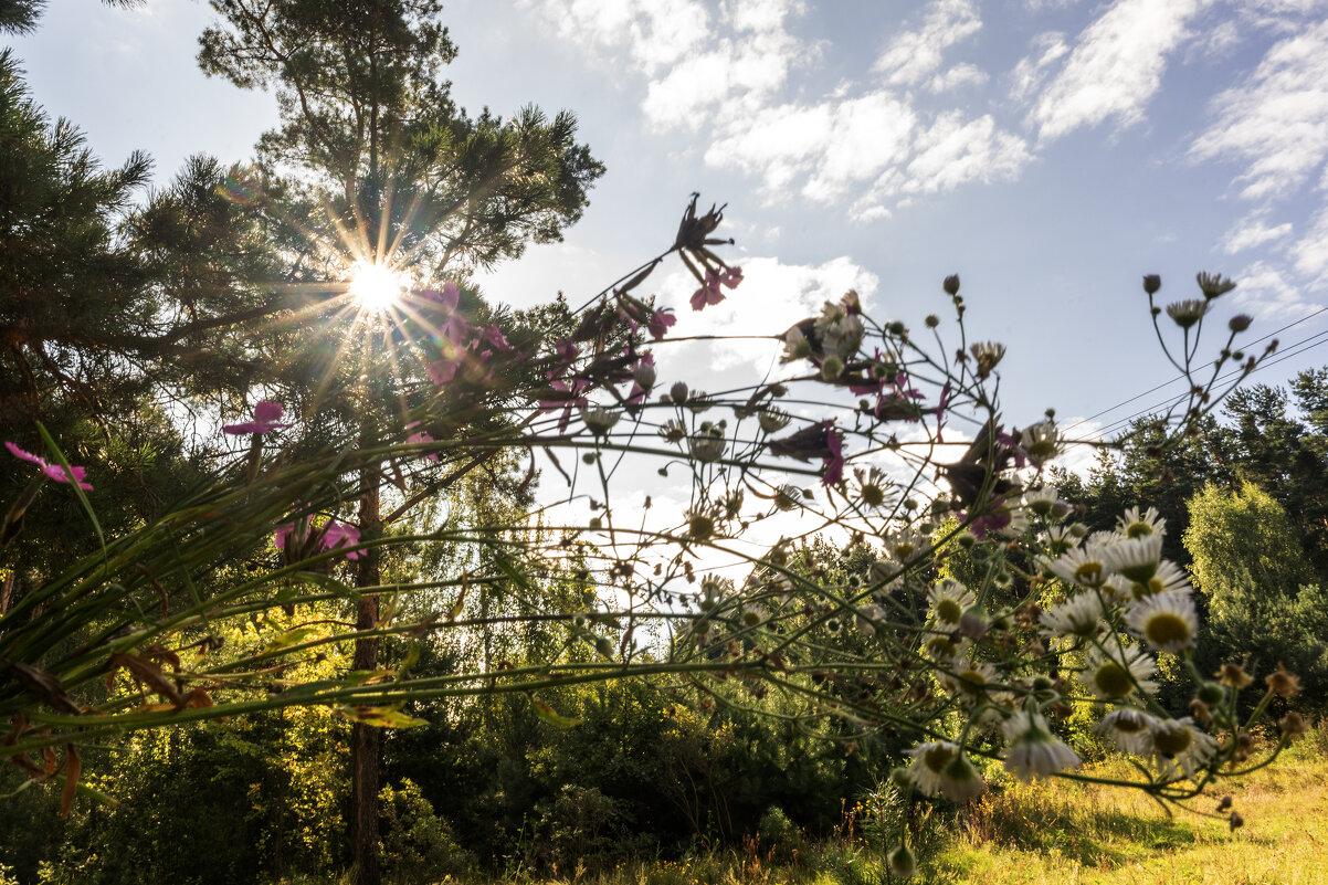 Букет в солнечном лесу - sorovey Sol