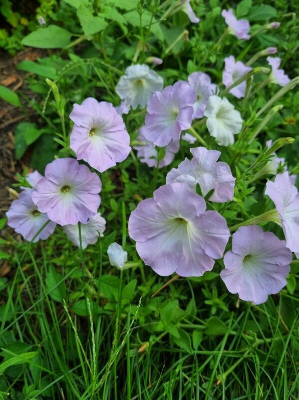 Нежная стайка - Наталья Нежная стайка - Наталья