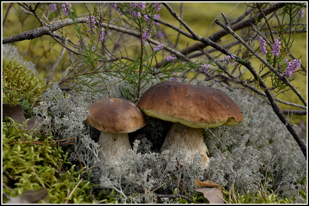 С бровичками - Aleksandr Gal