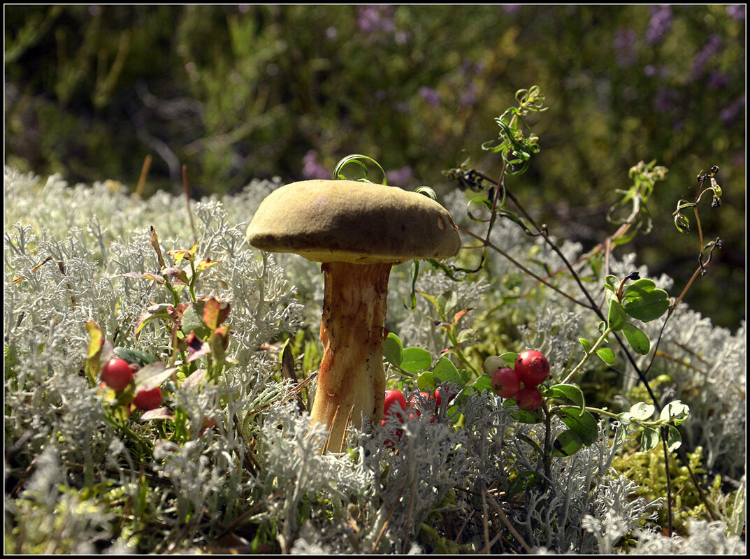 Подореховник - Aleksandr Gal