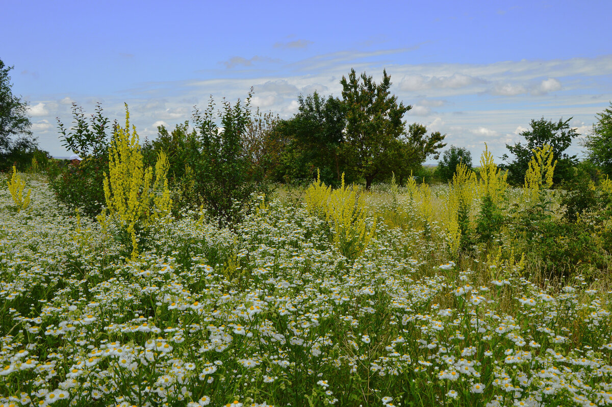 Июньский полдень... - Надежда Куркина 