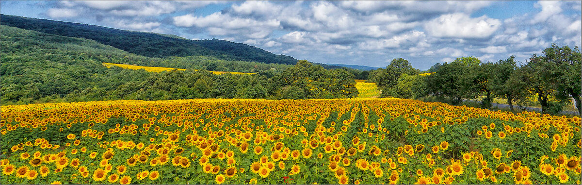 Подсолнухи. - Сергей Калиновский