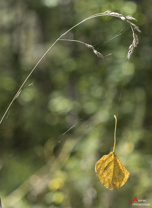 Шанс не падать... - Андрей Пристяжнюк