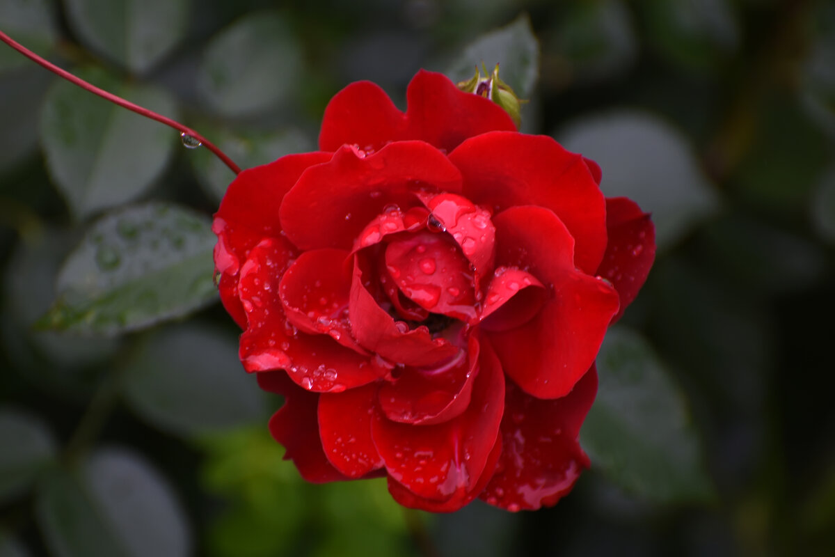 Лето в Ботаническом... Июль. - Наташа ***** Лето в Ботаническом... Июль. - Наташа *****