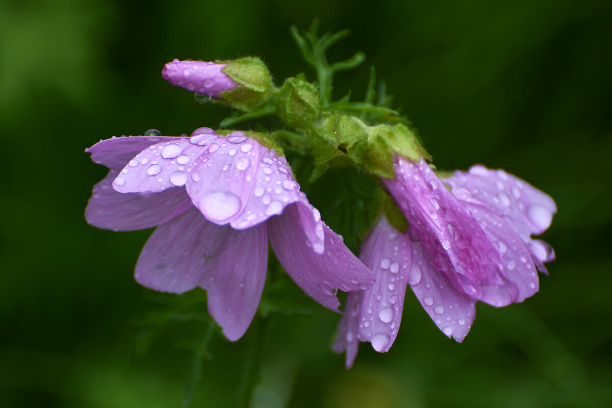 Лето в Ботаническом... Июль. - Наташа *****