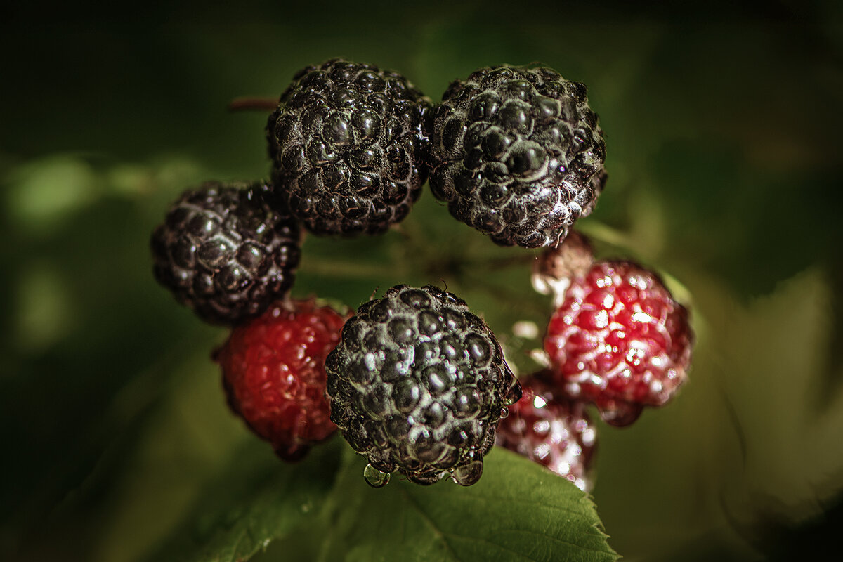 аромат ЛЕТА - Svetlana Galvez