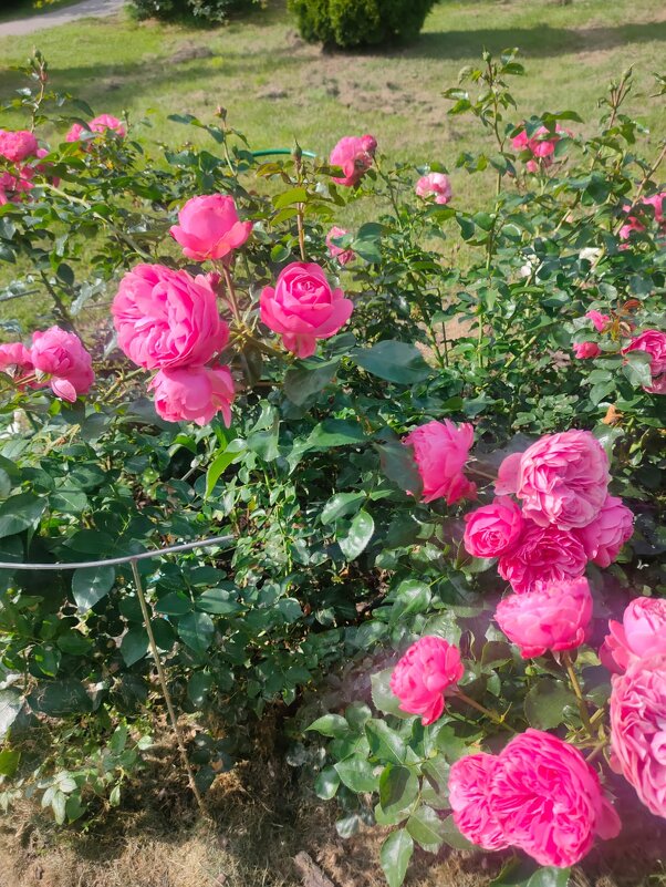 В Ботаническом саду Минска - Ирэн 