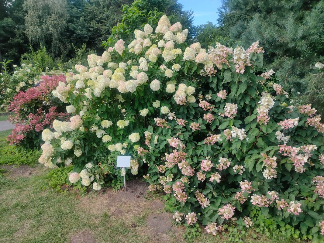 В Ботаническом саду - Ирэн 