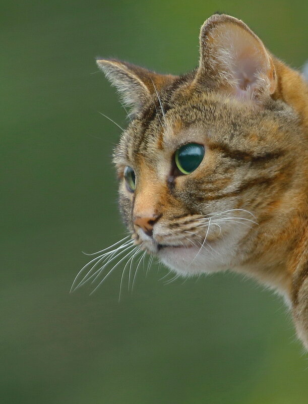 про мусю - Andrey Bragin 