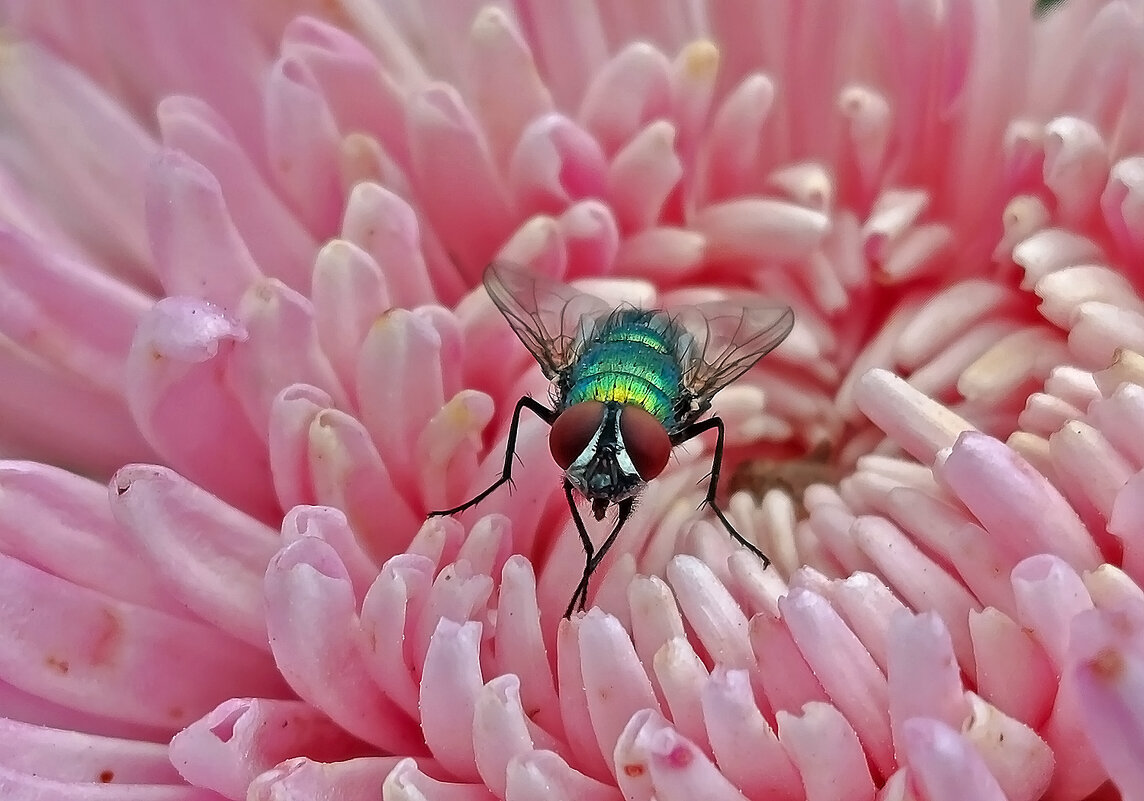 Проходите мимо! Отдыхаю! - Валентина Нефёдова Проходите мимо! Отдыхаю! - Валентина Нефёдова