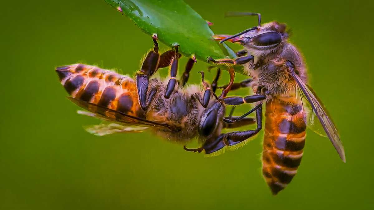 Медоносная пчела - Aleksey Afonin