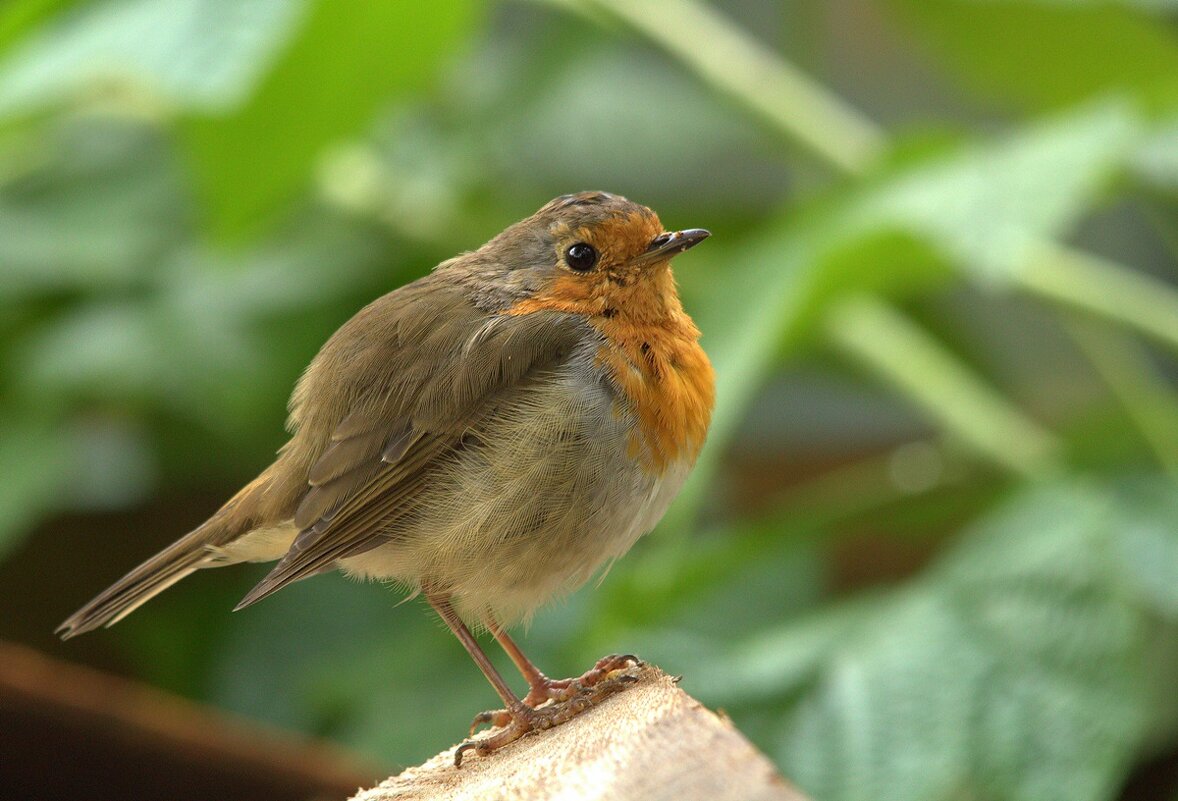 Малиновка. Только что... - Вячеслав Минаев